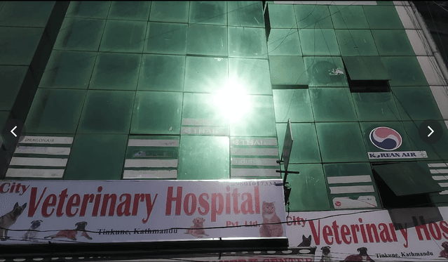 City Veterinary Hospital